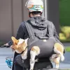 Large Dog Support Carrier