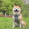 Control Vest for Large Dogs - Image 3